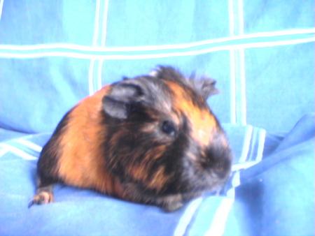 Carlo